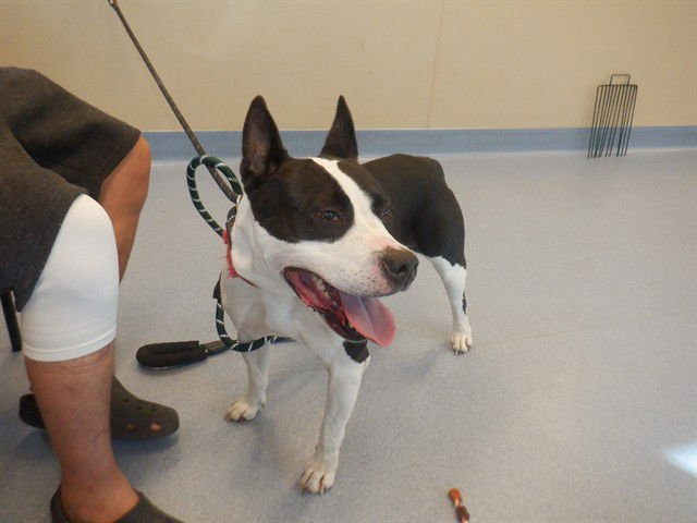 KIWI - Pit Bull Terrier available for adoption