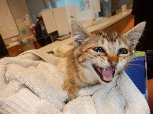 SASHA - Domestic Short Hair available for adoption