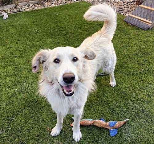 CADET - Great Pyrenees / Border Collie available for adoption
