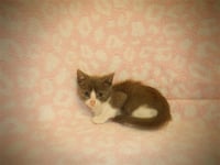 A1411873 - Photo 1