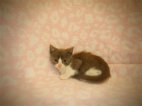 A1411873 - Domestic Short Hair available for adoption