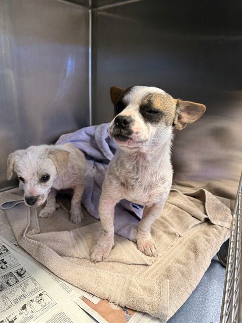 MULDER - Parson Russell Terrier available for adoption