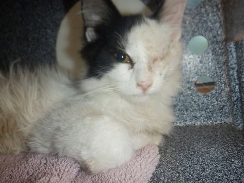 A1404801 - Domestic Short Hair for adoption in Santa Clara