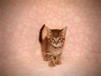 A1411991 - Photo 1