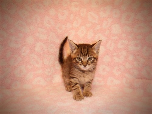 A1411991 - Domestic Short Hair available for adoption
