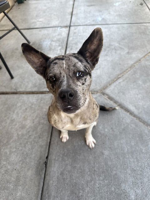 BUTTERSCOTCH - Australian Cattle Dog/Blue Heeler available for adoption