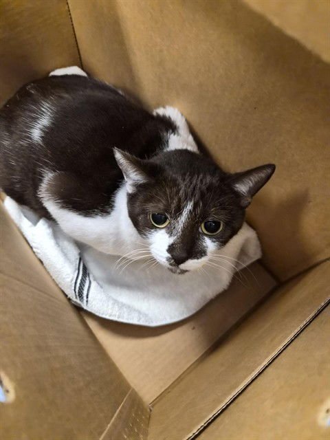 SALLY - Domestic Short Hair available for adoption