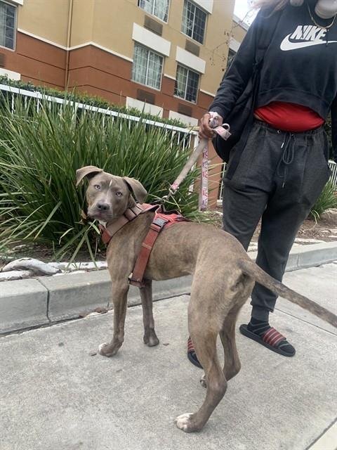 ROOTBEER - Pit Bull Terrier available for adoption