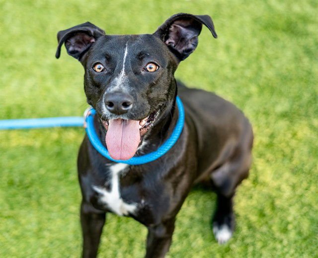 MECHE - Pit Bull Terrier available for adoption