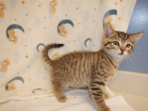 A1411084 - Domestic Short Hair available for adoption