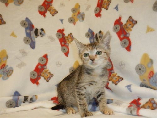 TABITHA - Domestic Short Hair available for adoption