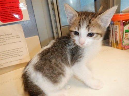 RIBBON - Domestic Short Hair available for adoption