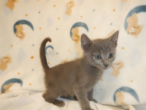 CHIK-FIL-A - Domestic Short Hair available for adoption