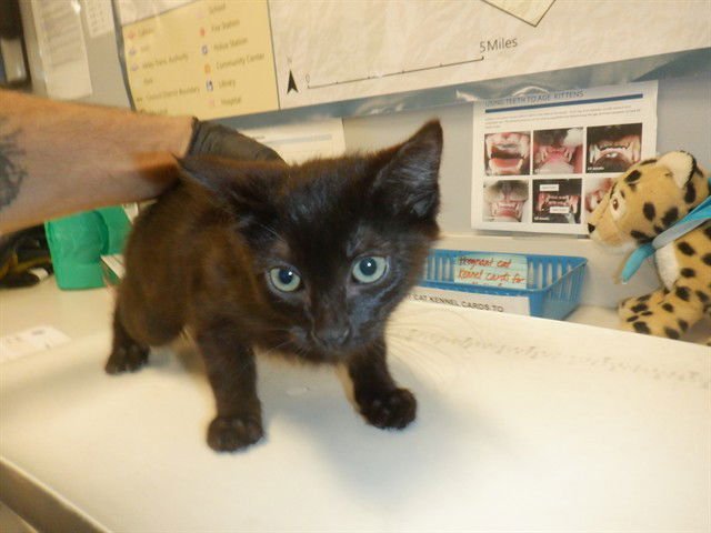 BAGHERRA - Domestic Long Hair available for adoption