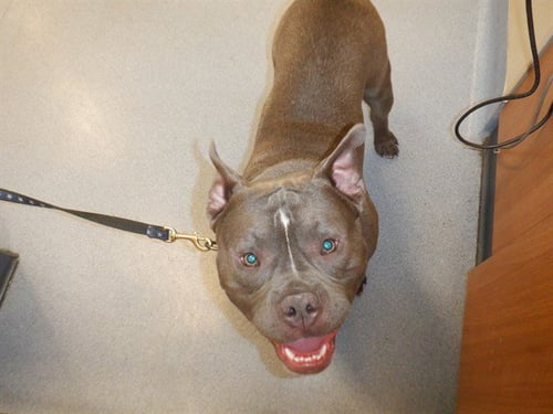 CARLOS - Pit Bull Terrier / Bulldog available for adoption