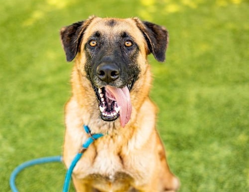 BRUNO - Anatolian Shepherd available for adoption