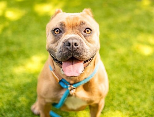 NOVA - American Bulldog available for adoption