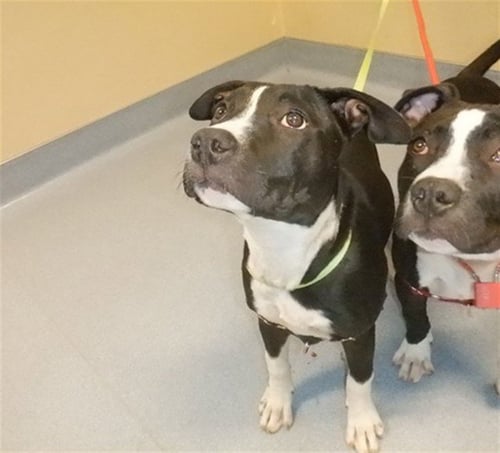 KITANA - Pit Bull Terrier available for adoption