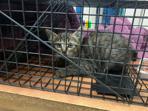 AUDI - Domestic Short Hair available for adoption