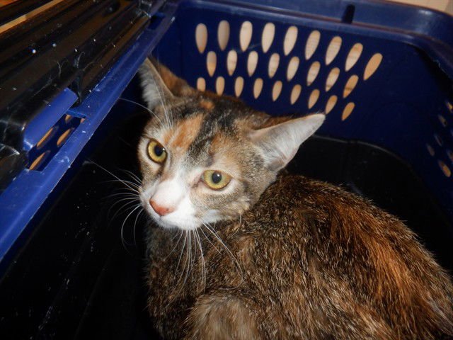 TWINKLE SPARKLES - Domestic Short Hair available for adoption