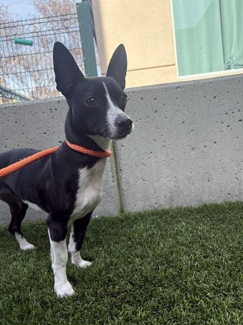 DEBBIE - Chihuahua available for adoption