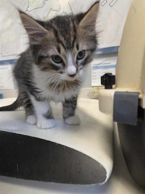 LIL CAD B - Domestic Long Hair available for adoption