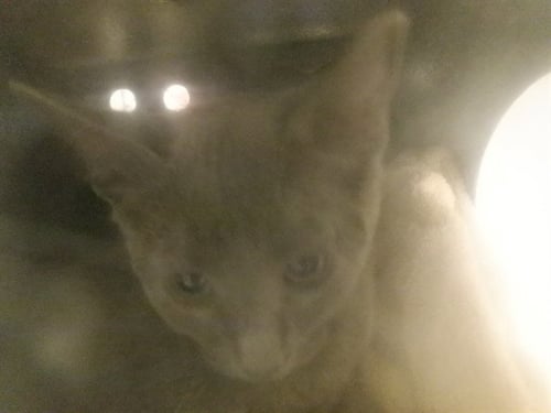 PESTO - Domestic Short Hair available for adoption