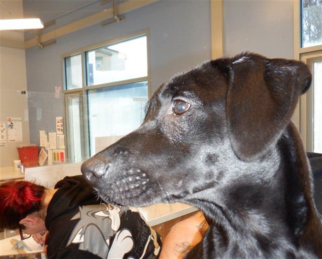 ROCCO - Labrador Retriever / Pit Bull Terrier available for adoption