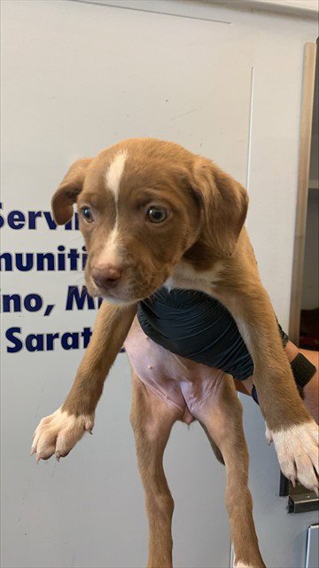 CINNAMON - Pit Bull Terrier available for adoption