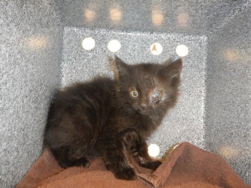 BELLATRIX - Domestic Short Hair available for adoption