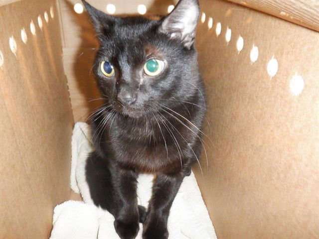 SALEM - Domestic Short Hair available for adoption