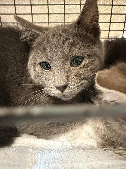 AISLING - Domestic Short Hair available for adoption