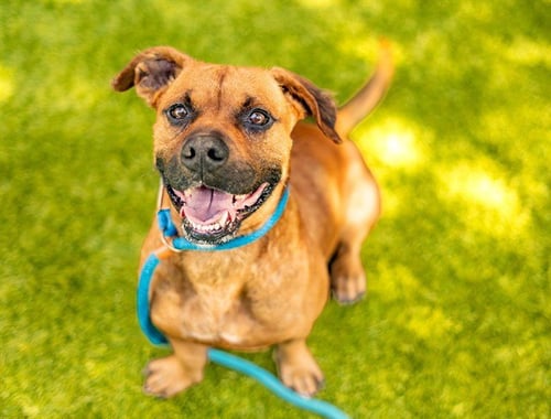 LINDEN - Pit Bull Terrier available for adoption