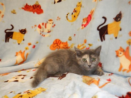 MAKI - Domestic Short Hair available for adoption