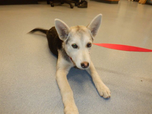 REESES - German Shepherd Dog / Husky available for adoption