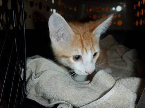 ROGER - Domestic Short Hair available for adoption