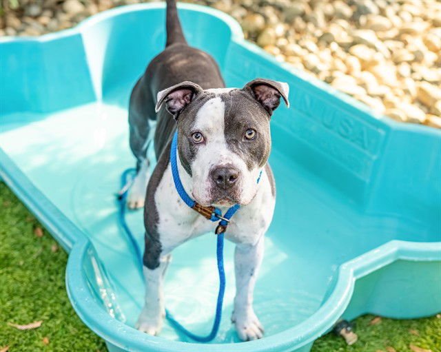 CALI - Pit Bull Terrier available for adoption