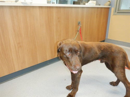 HERSHEY - Labrador Retriever available for adoption