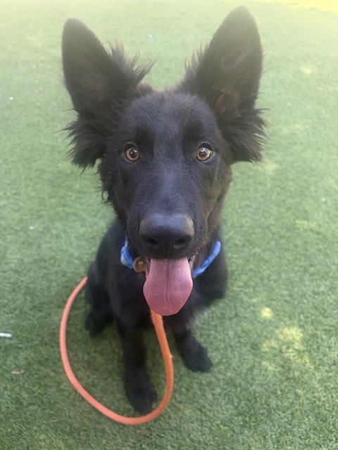 GUS Image