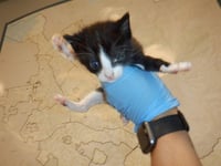 SLINKY - Photo 1