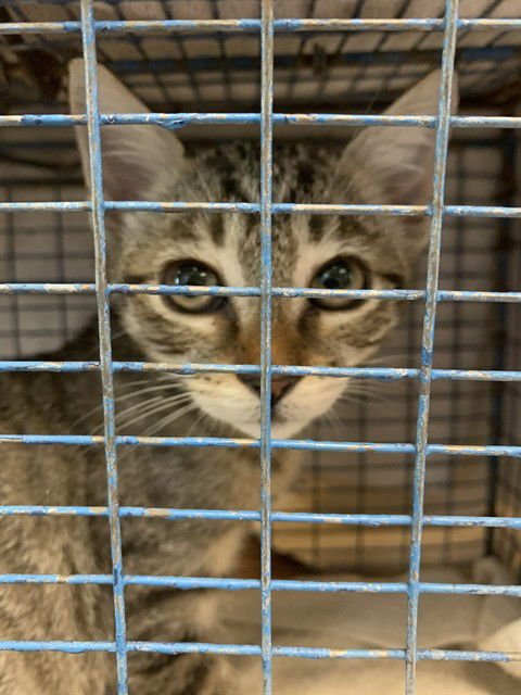 A1401244 - Domestic Short Hair available for adoption