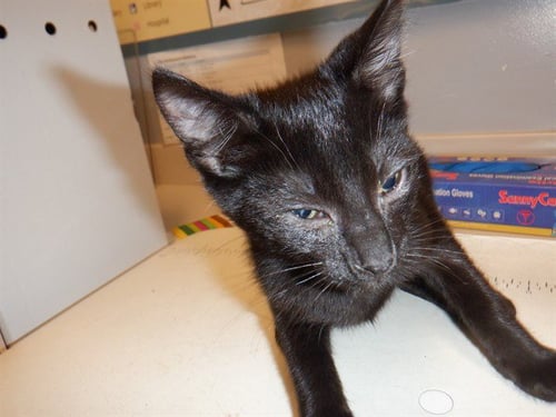 PASILLA - Domestic Short Hair available for adoption