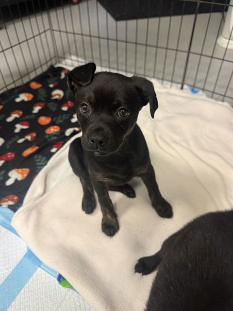 KIKI - Chihuahua / Labrador Retriever available for adoption