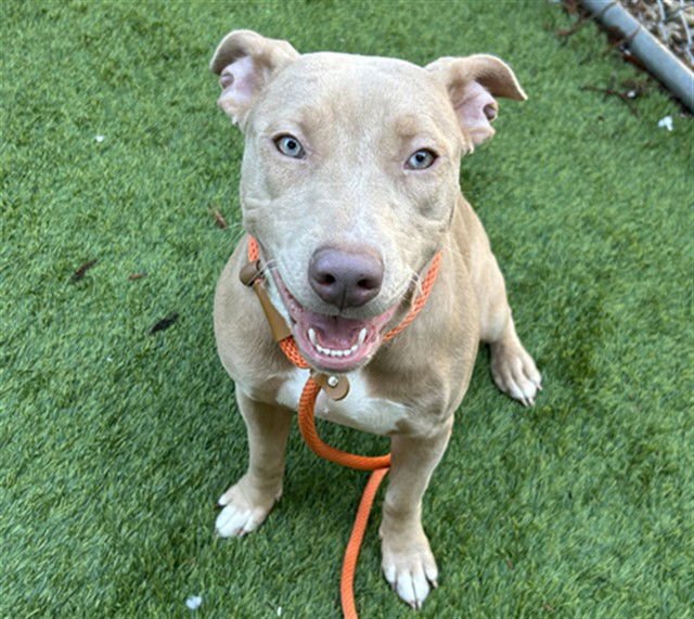 SUZIE - Catahoula Leopard Dog available for adoption