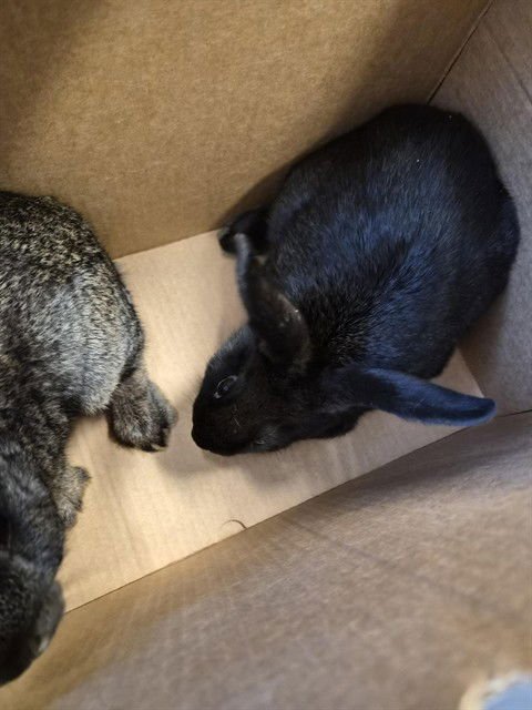 COFFEE BEAN - Dutch available for adoption