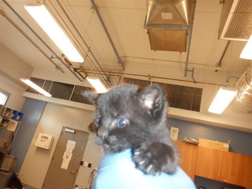 FIG - Domestic Short Hair available for adoption