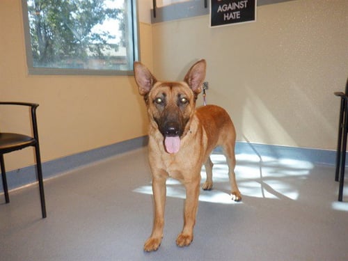 GOOSEBERRY - German Shepherd Dog available for adoption