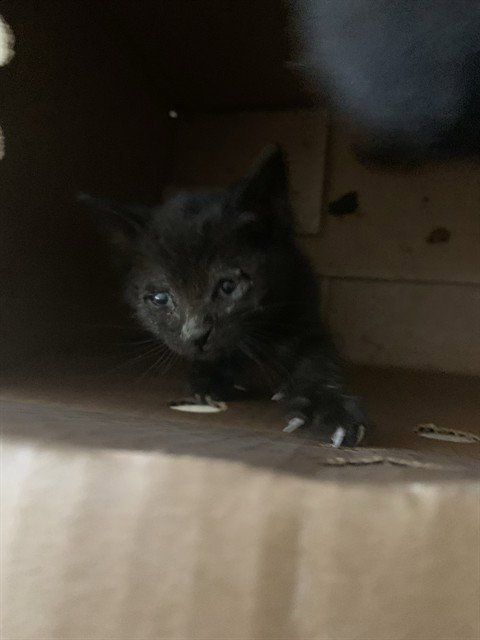 ELIZA Image