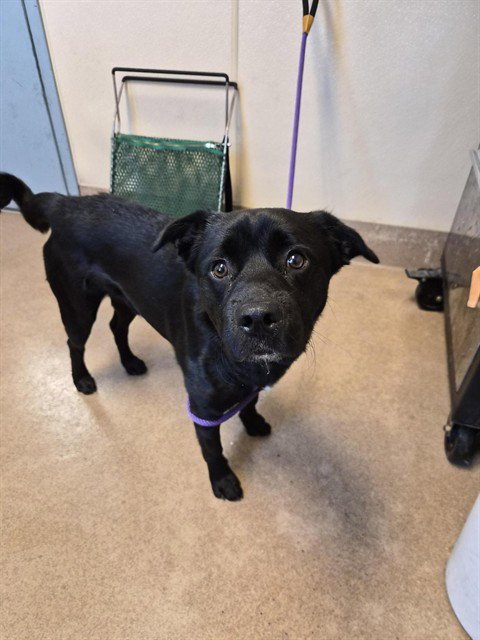 KIMCHI - Labrador Retriever available for adoption