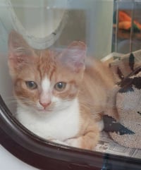 ORVILLE REDENBACHERS - Photo 1